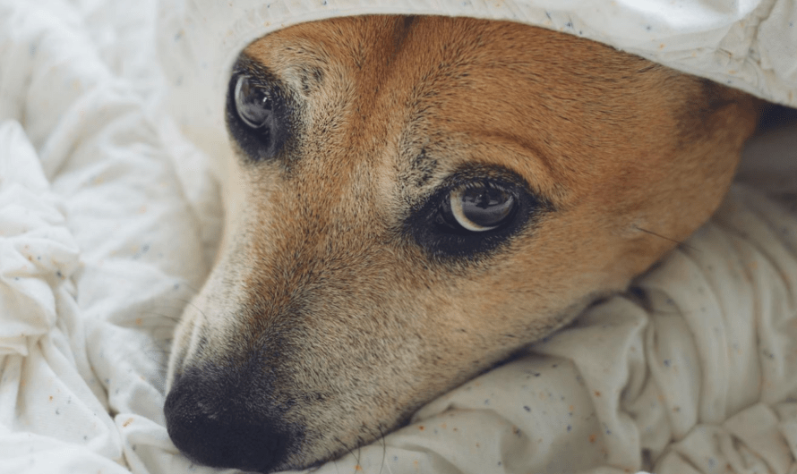Hjælp din hund med utryghed nytårsaften